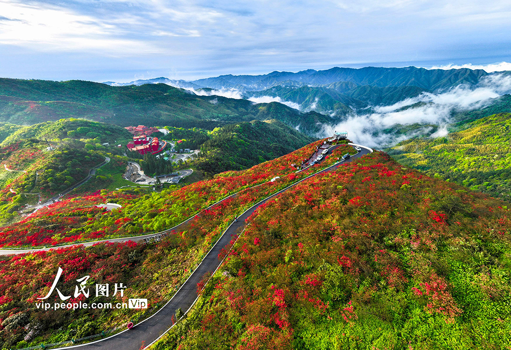 湖南双牌：杜鹃花开引客来